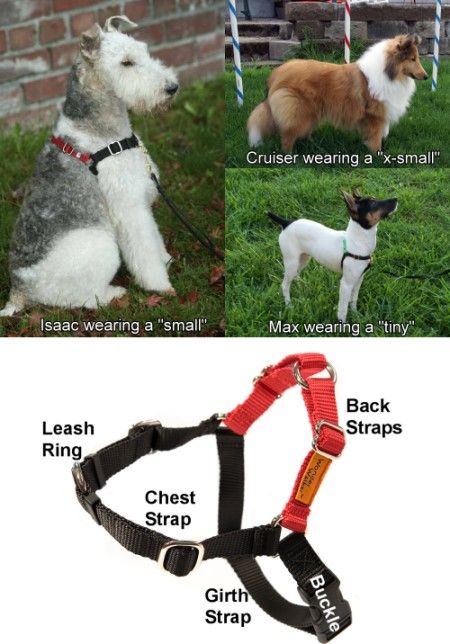 Wonder Walker Harness Red Tiny