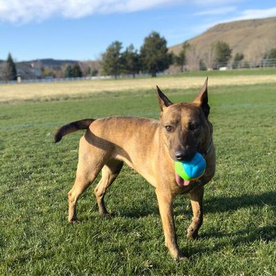 Kong Twistz High-Viz Glow In The Dark Ball Large